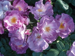 BLUE FOR YOU (floribunda)